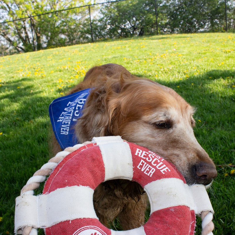 SP - Best Rescue Ever Lifebuoy Dog Toy