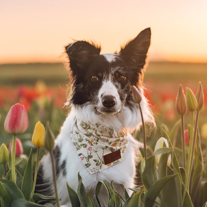 SP - Organic Cotton Dog Bandanas