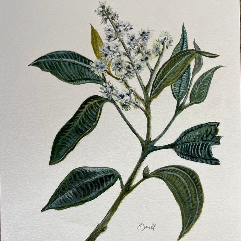 WS White Flowering Botanical by Nancy Snell