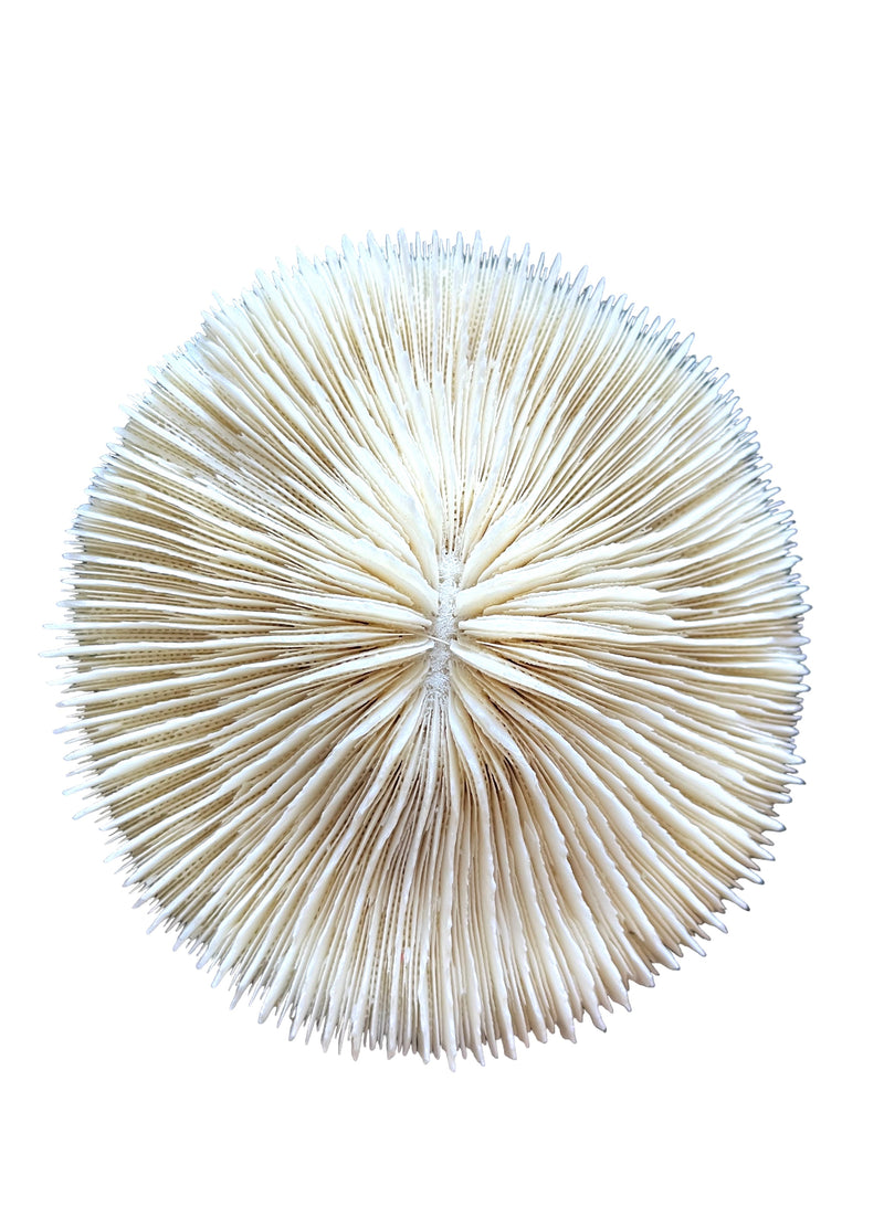 NS Mushroom Coral