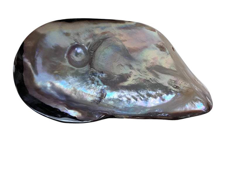 NS Shell with Pearl