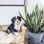 SP - Rattan Pet Bed - 'Eleanor'