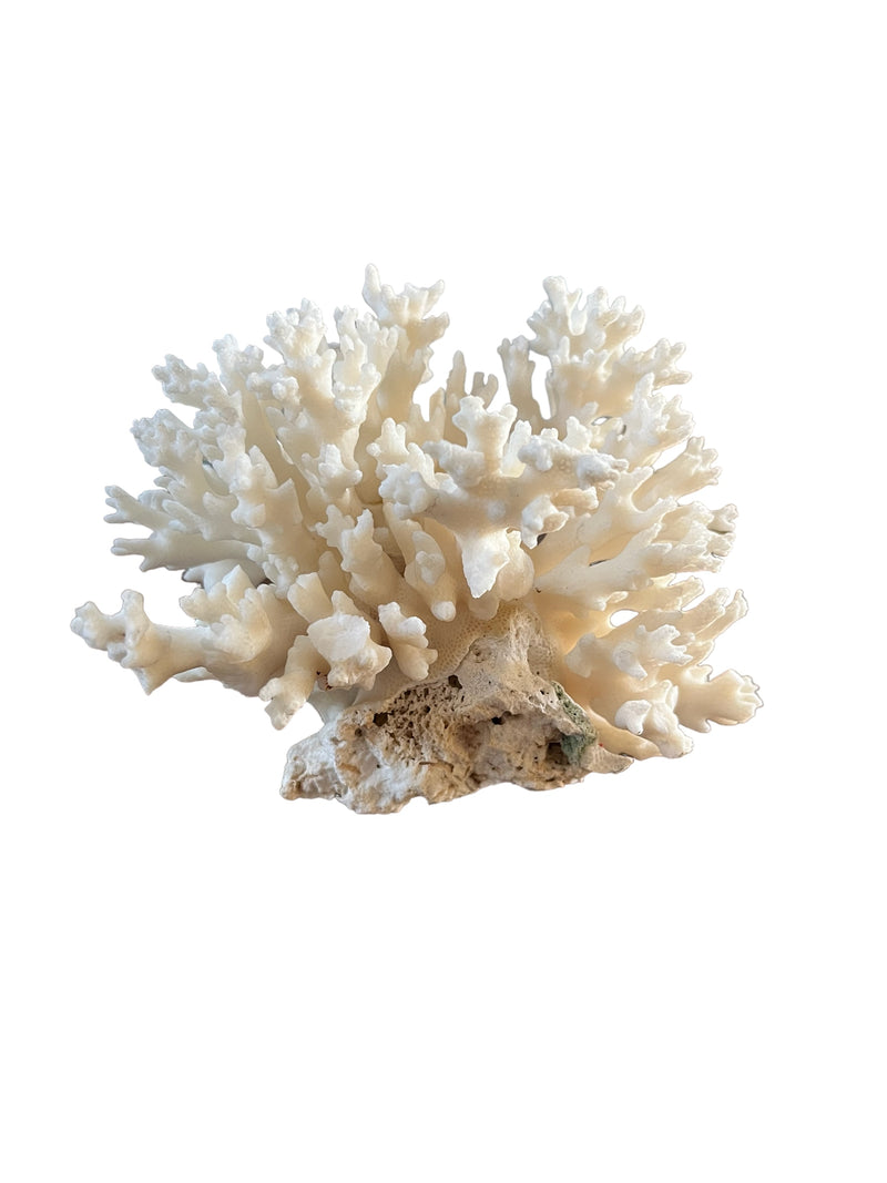 NS White Coral Piece