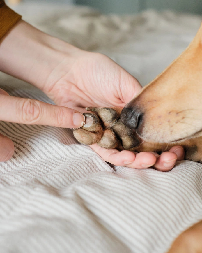 SP - Cloud Balm: Nose, Paw & Skin Treatment for Dogs