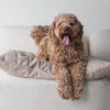 SP - Water-Resistant Low Rise Reversible Dog Bed