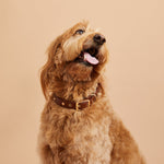 SP - Statement Stud Leather Collar