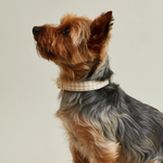 SP - Gingham Dog Collar